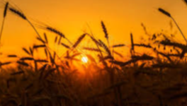 Le Chant des Sillons : Quand l'Âme de la Terre défie le Marché