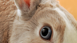 🐰 Lundi ordinaire