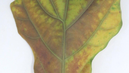 De loin - 2020 - (titre et photo Jeanne)