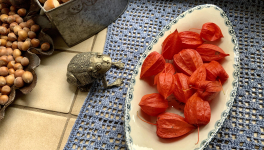 l'Alkékenge au jardin le 13 Octobre