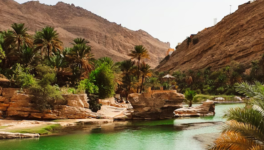 Oasis