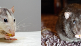 Jour 4  - 26/11/2018