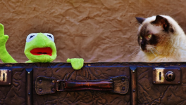 La Grenouille Qui Fait Miaou