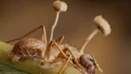 Le Champignon zombificateur