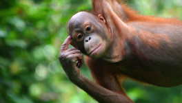 Intelligemment imbécile ou bêtement intélligent ?