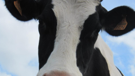 La lune tient ses promesses... image libre de droits...