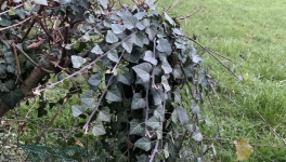 Votre calendrier de l'Avent - 8 Décembre