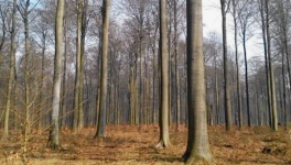 Le livre, ce hêtre vivant