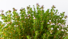 LE THYM s'invite à table