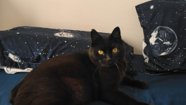 Témoignage « J’ai adopté un chat SOS à la SPA de Gennevilliers »