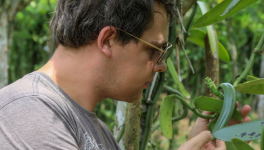 Comment les animaux contribuent à la floraison de la vanille : Une histoire d'amour parfumée