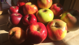 Le jardin frais du 15 Octobre