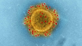 Réflexion d'Hélène Conway-Mouret au sujet du coronavirus