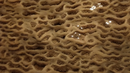 Les choses de Beauté sont de joyaux étranges