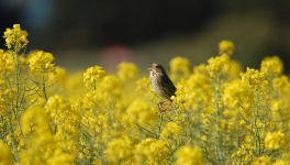  Monter là-haut sur la colline avec Joe Dassin