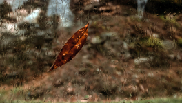 Bucolique (23/04/2020)