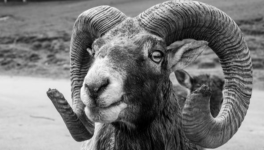 Pantober2026 – Jour 9 : Bélier.