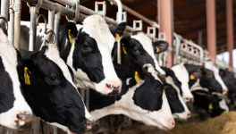 Pourquoi l'agriculture française ne fonctionne plus?