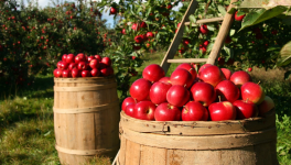 Raconte la vie d'une pomme !