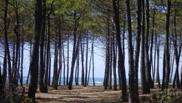 "Cybèle" la forêt girondine