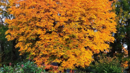 Là où s'entremêlent l'histoire et le métier