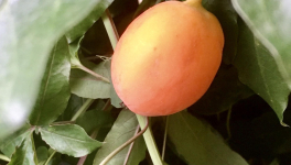 Le jardin du 3 Août 