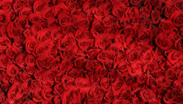 Panodyssey, dépaysons-y !