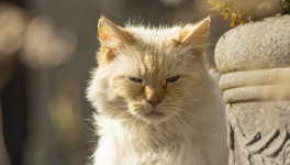 Chapitre 9/10 – Oh là là ! 