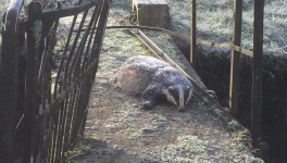 Blaireau du matin et soupe du soir