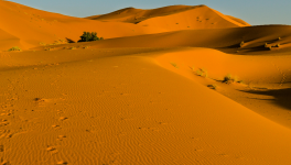 Sahara