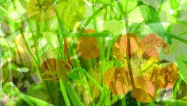 Les amours d’un été