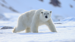 Jour numéro 19 : Arctique