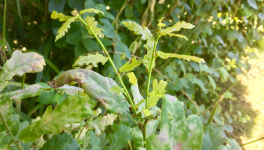 Le jardin du 13 Juillet