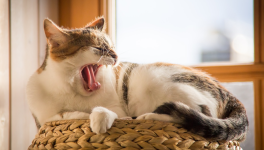 11 Conseils pour Bien Dormir grâce à la Sophrologie