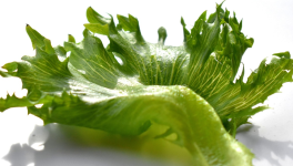 Rien que des salades !