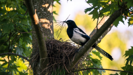 Le retour du bonheur sur terre