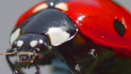 Coccinelle Demoiselle