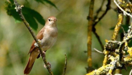 Première sortie "ornitho"
