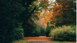 Dans ma vie antérieure 1