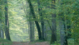 L'appel de la forêt