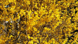 Il neige sur la Galice