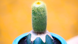 INK 04 - pour Cactus