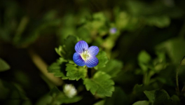Le jardin du 25 Février