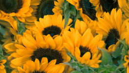 La PAL du mois de Mars 2024