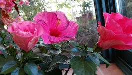 Episode 4 : le séjour 