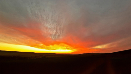 Leaderships émergents en écosystémie