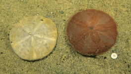 7 - Etoile-de-mer : (challenge #LinkTober2025)