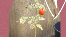 Tomate du jour 🍅