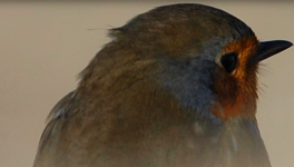 Poésie et biodiversité