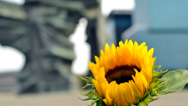 Mini expo photo 4 : Flower power